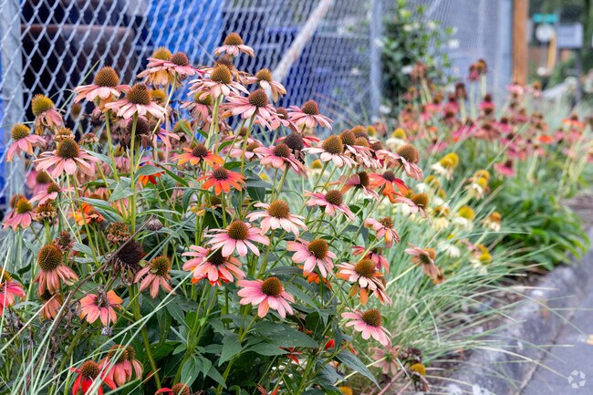 Coneflowers bloom along Mill Plain Blvd in Marrion.