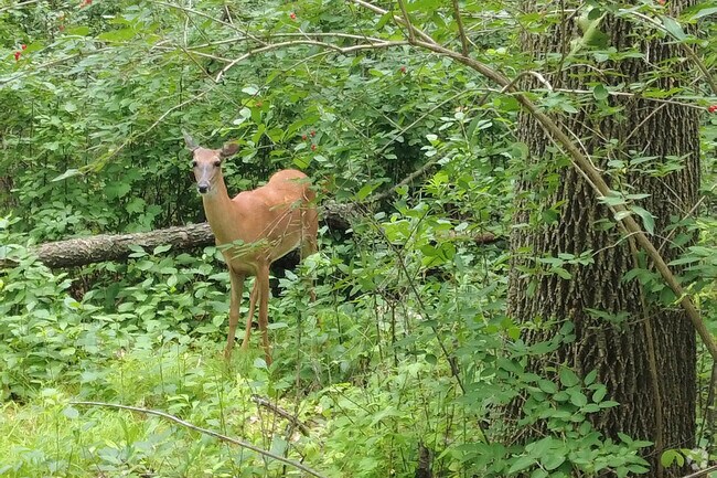 Visitors can spot white-tailed deer at Innsbruck Nature Center.