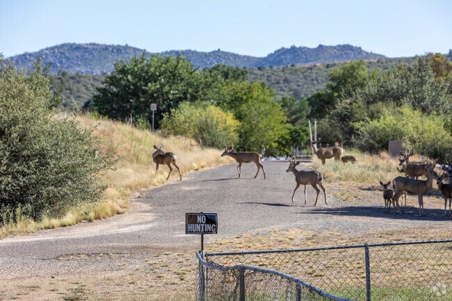 Although there are many deer in Peeples Valley, there is no hunting in the neighborhood.