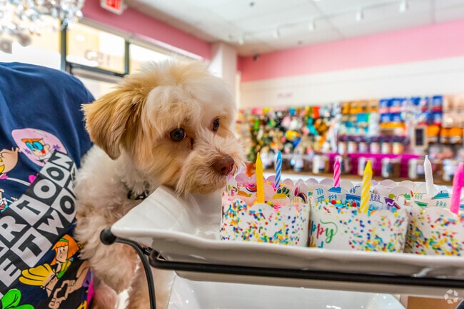 Woof Gang in Regency Park has doggy treats and baked goods for your four-legged friend.