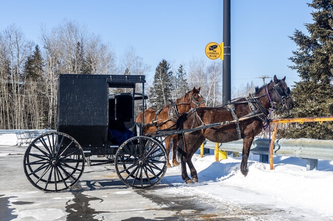 There is an Amish community in Presque Isle, as part of a larger community in central Aroostook County, where horse-drawn buggies share the roads with modern vehicles, and the rhythm of rural life is dictated by the seasons and traditional practices.