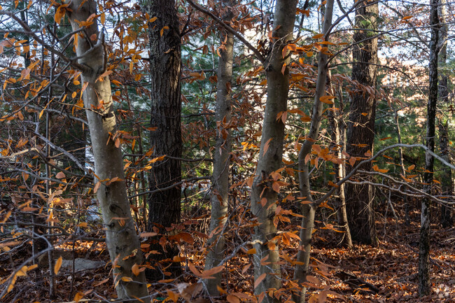 Dense woods are on the edge of Grant Reservation in the Oliver Ames High School/Metacomet area.