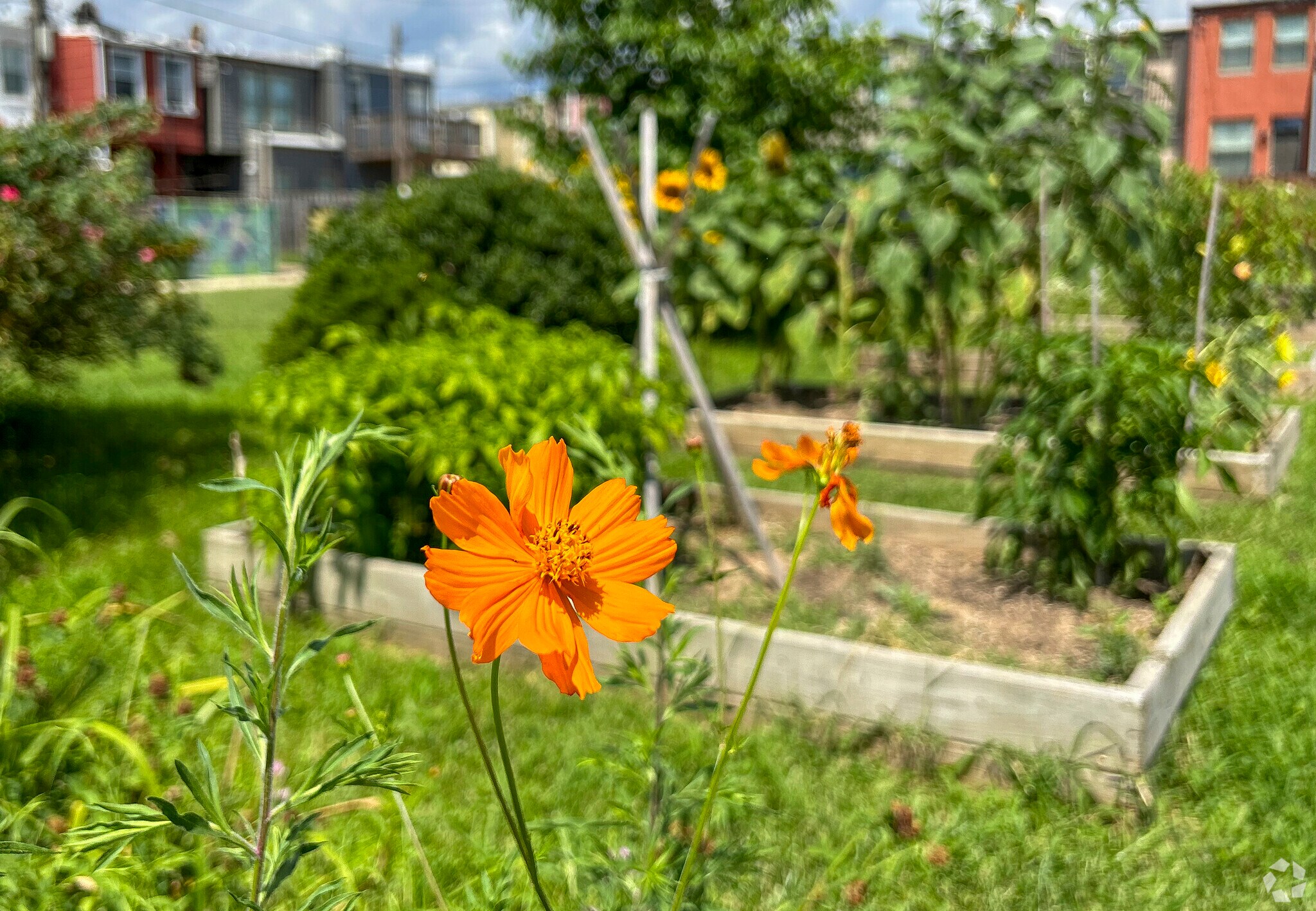 Enjoy gardening at Madison-Eastend's community garden.