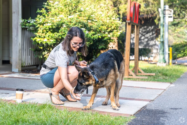 A dog enjoys a cool treat on a hot summer walk through Lakeside.