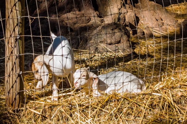 Prairie Lake's Lake Meadow Naturals has fresh dairy and eggs as well.