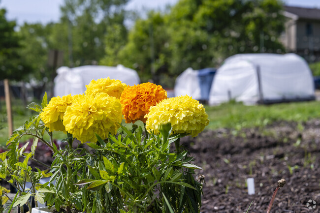 Vernon Downs locals plant flowers every spring at the local Project Grow Community Gardens.