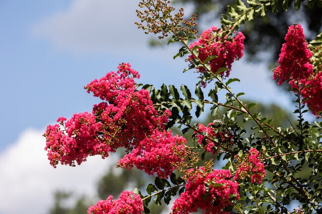 Windsor Forest is lush in landscape.
