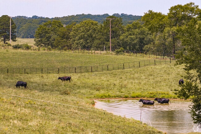 Cattle are a common sight in Pearcy.