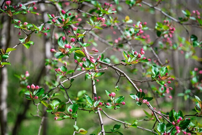 Spring is a wonderful time to appreciate nature at Little Falls Stream Valley Park.