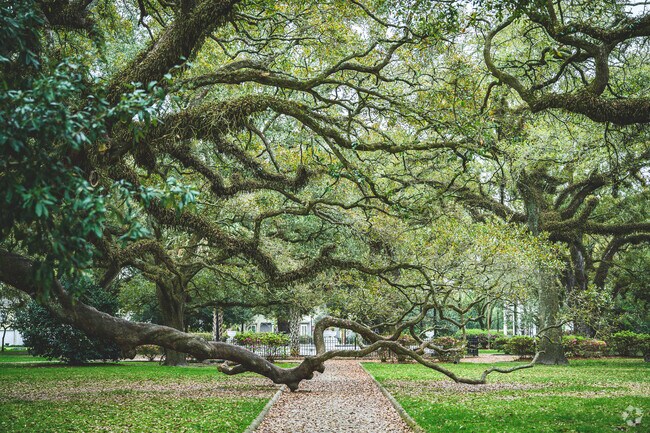 Oak tree limbs drape the sidewalk at Washington Square Park in Mobile.