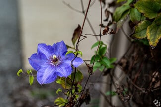 Upper Saint Clair Township