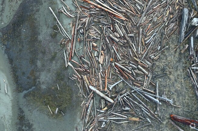 Walk among the driftwood on one of Camano's beaches.