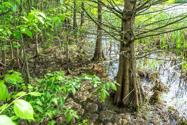 Explore the variety of plants, trees and vegetation at the Howell Wetlands.