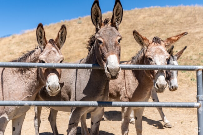 Meet some friendly donkeys at Windy Ridge Ranch in Leona Valley.
