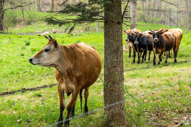 The cow's a Stillman Dairy enjoy grazing on the picturesque fields of the Lunenburg farm.