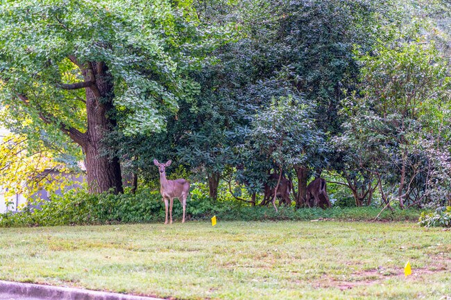 Deer eat leaves in that yard of a home in Bradford-Ridgewood.