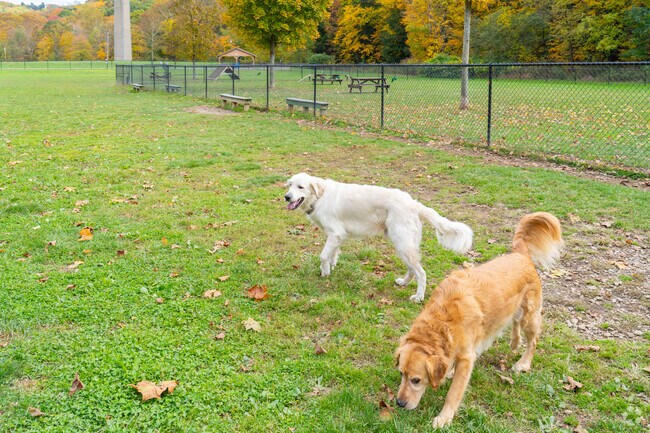Bring the pups to Brady's Run Park dog park for some exercise.