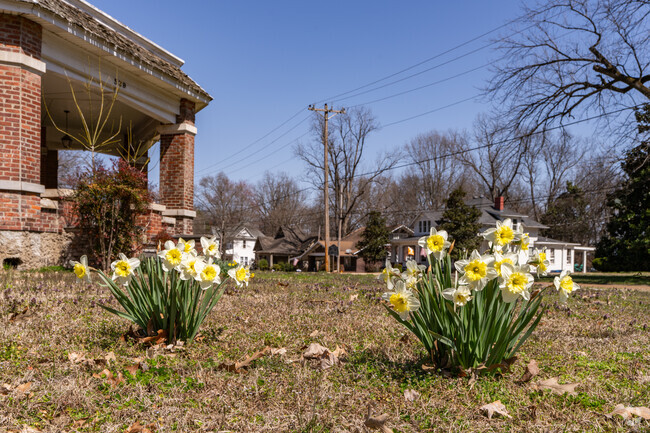 Covington's yards and fields come alive each spring with Dafodils.