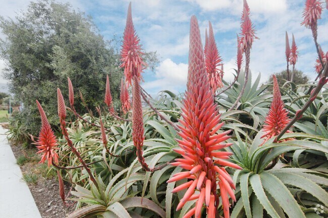 Goleta has many lush gardens.