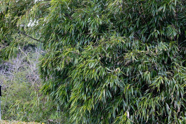 Greenery around Tower Vista adds color and character to the neighborhood.
