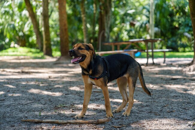 A Plantation Estates dog relishing a day at Gemini Springs Park.