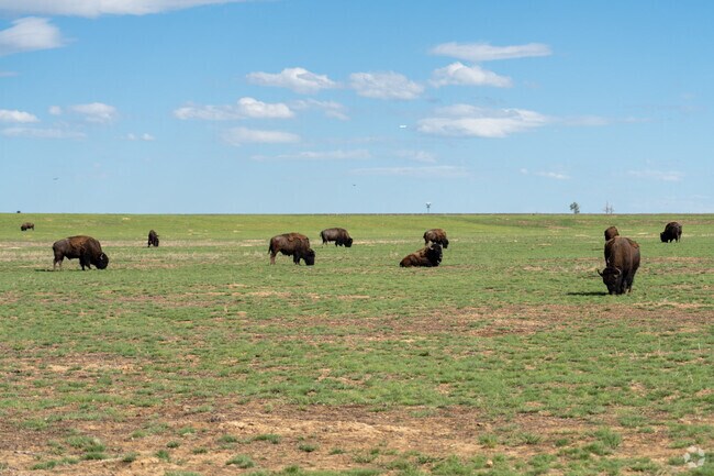 Signal Creek residents can explore Rocky Mountain Arsenal National Wildlife Refuge nearby and catch a glimpse of majestic bison roaming in their natural habitat.