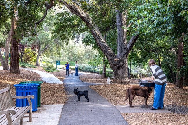 Dog lovers gather at Dracena Quarry Park every day in Central Piedmont.
