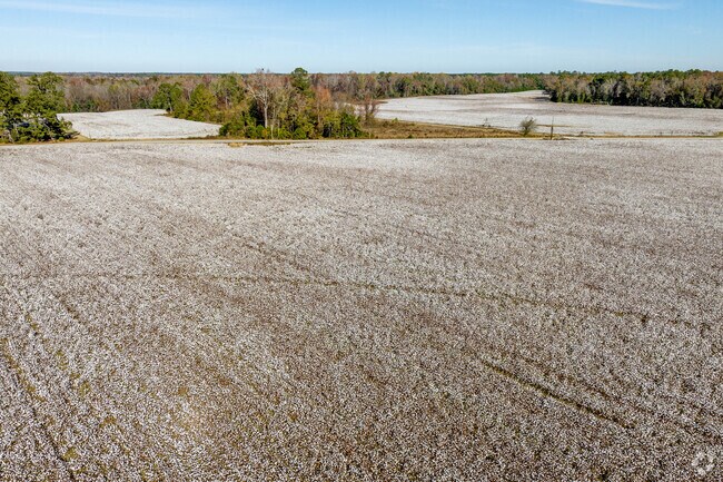 Miles of cotton fields can be found in and around Cameron.