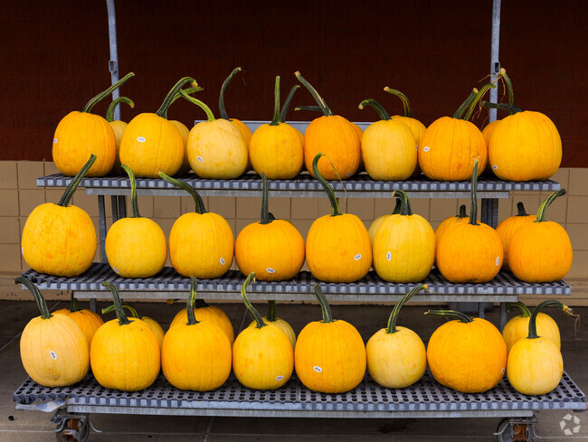 Pumpkins are available at South Quinsigamond Village farmer's markets.