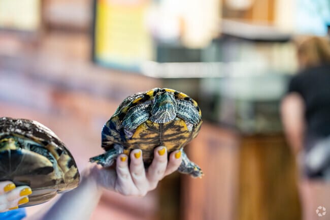 Perry Heights Residents can meet the turtles at the Wildlife Conservation Center at Sippo Lake.
