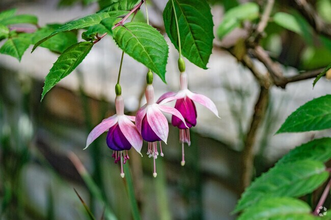 Forest Grove Elementary School flowers in Pacific Grove, California.