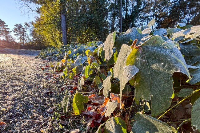 Beautiful natural surroundings are abundant throughout the Archer Lodge areas.
