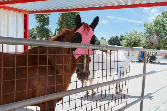 Horses enjoy the shade on one of the properties in the Hasley Canyon neighborhood.