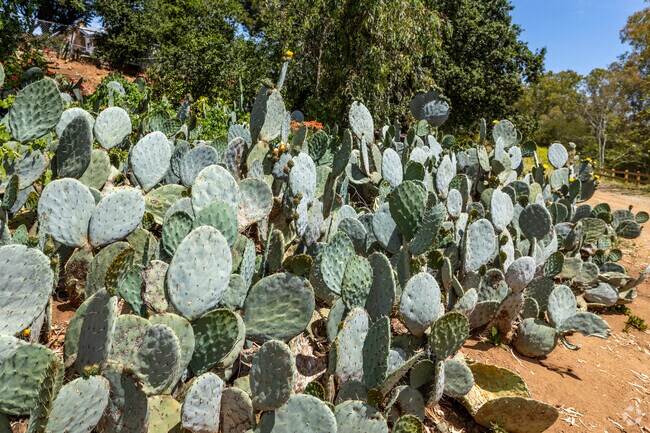 Crest offers a diverse landscape with large trees to cacti.