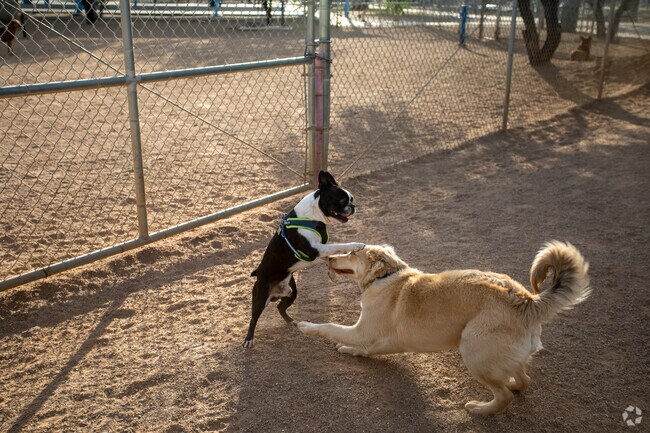 Dogs play at the dog park in Brandi Fenton Memorial Park, minutes from Rillito.
