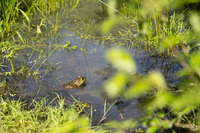 What creatures will you discover at the Jackson Bottom Wetlands Nature Preserve?