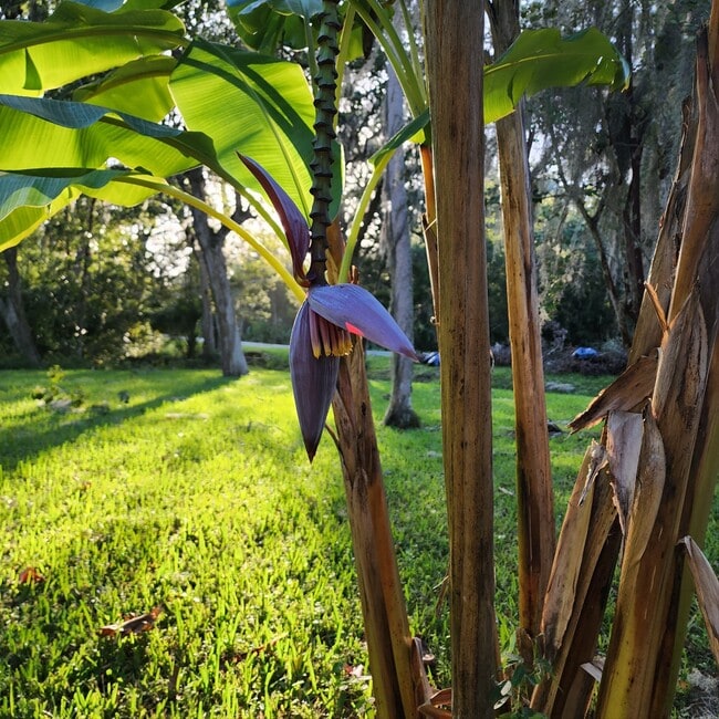 Banana trees here!