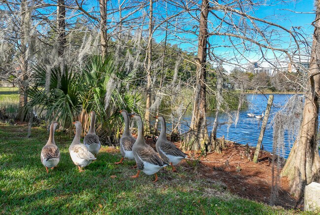 A variety of waterfowl call Lake Cherokee home.