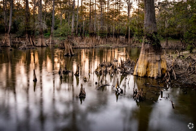 Locals can enjoy the natural beauty of the Bayou at Alligator Park near Starks.