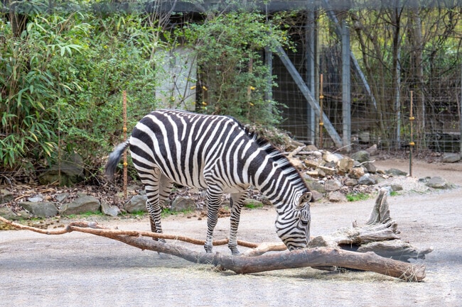 Check out the zebras at the Birmingham Zoo in Redmont Park.