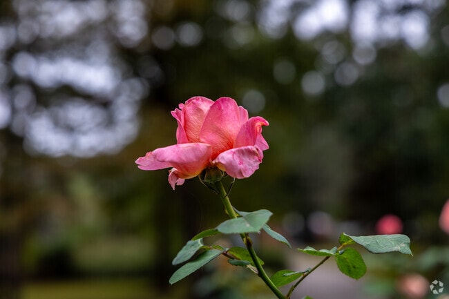 Tyler, known as the Rose Capital, features beautiful roses throughout the city.