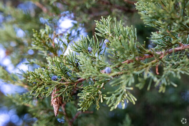 Bonnie Brae is a neighborhood full of natural beauty.