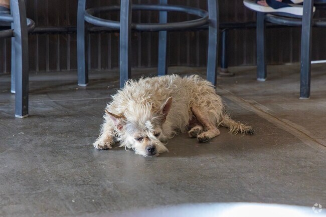 A sleepy dog enjoys the day in Lamy.