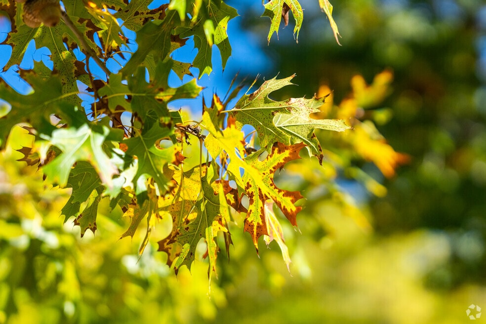 North Central Carrollton