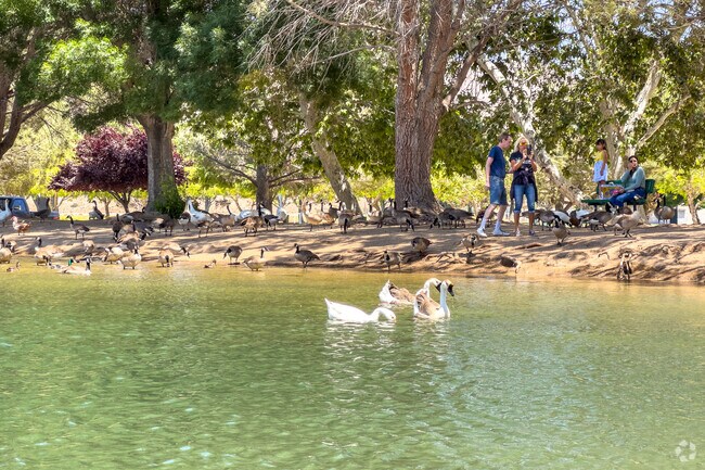 Enjoy the wildlife at Hesperia Lake Park, Hesperia, CA.
