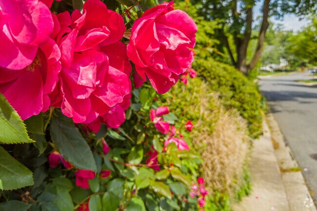 Stop and smell the roses in the Wyngate neighborhood.