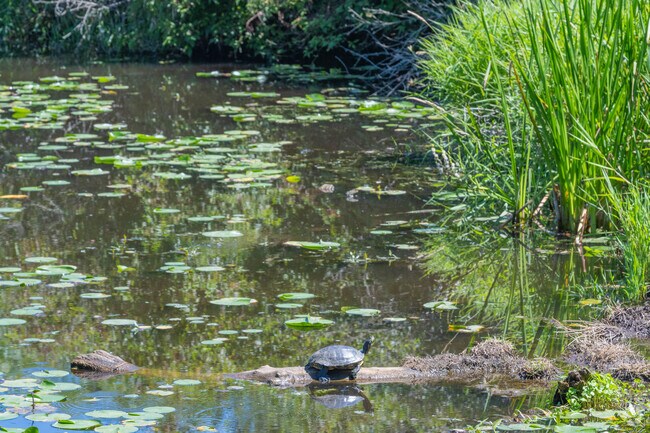Watch the turtles sun bathe at Juanita Bay Park and wild life habitat near North Juanita.