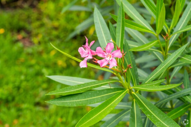 Blooming flowers dot Tom Hooper Park in Lyngate.