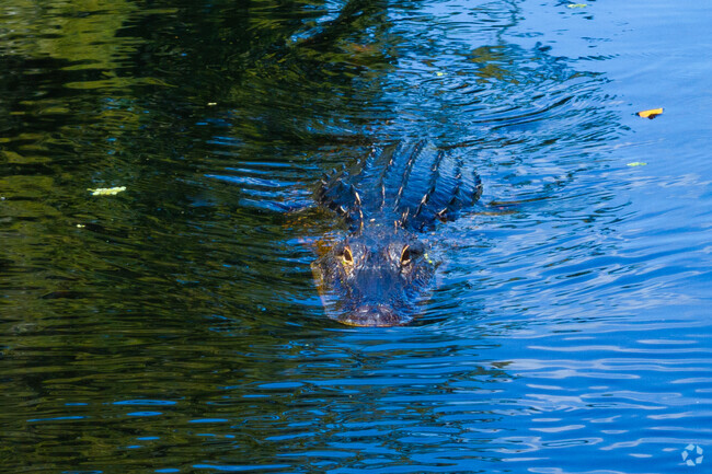 The Withlacoochee River is home to many native species such as the American alligator.
