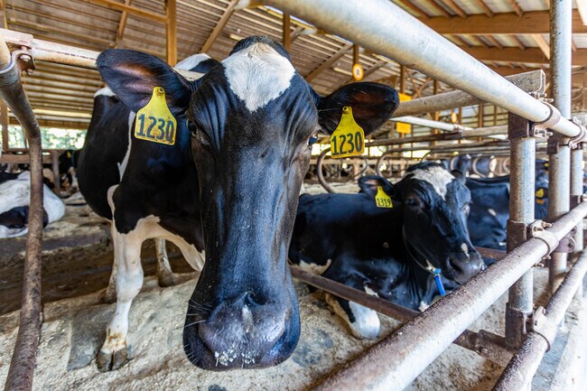 Get to know the dairy farm's cows on a tour of Great Brook Farm near Park-Proctor.